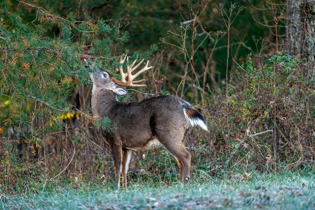 Licking Branch